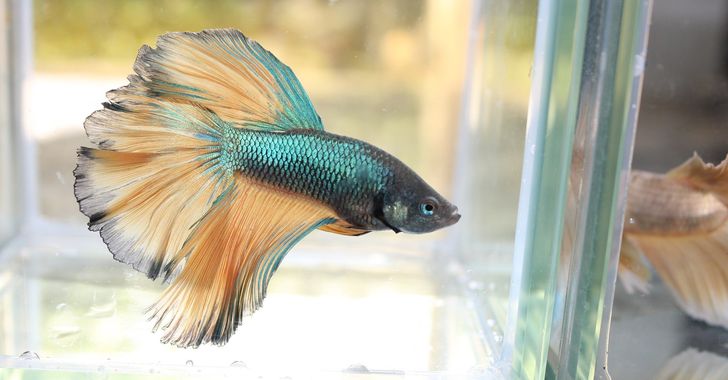 6 Reasons Why Betta Fish Make The Best Pets