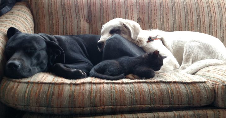 A black dog, black kitten and white dog sleeping together on a striped couch, piled on one another