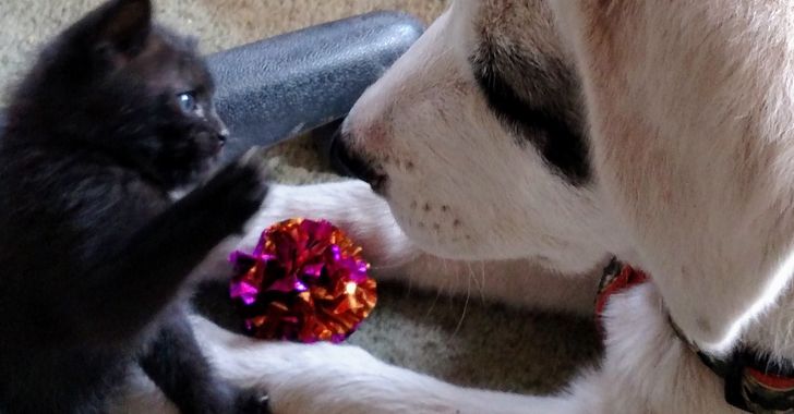 A black kitten and a white puppy face to face over a cat toy
