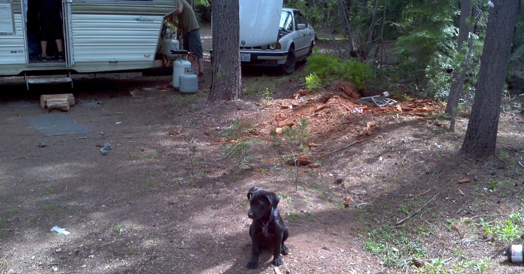 A black puppy in a purple harness sits on bare dirt with a trailer and white car with a hood up in the background