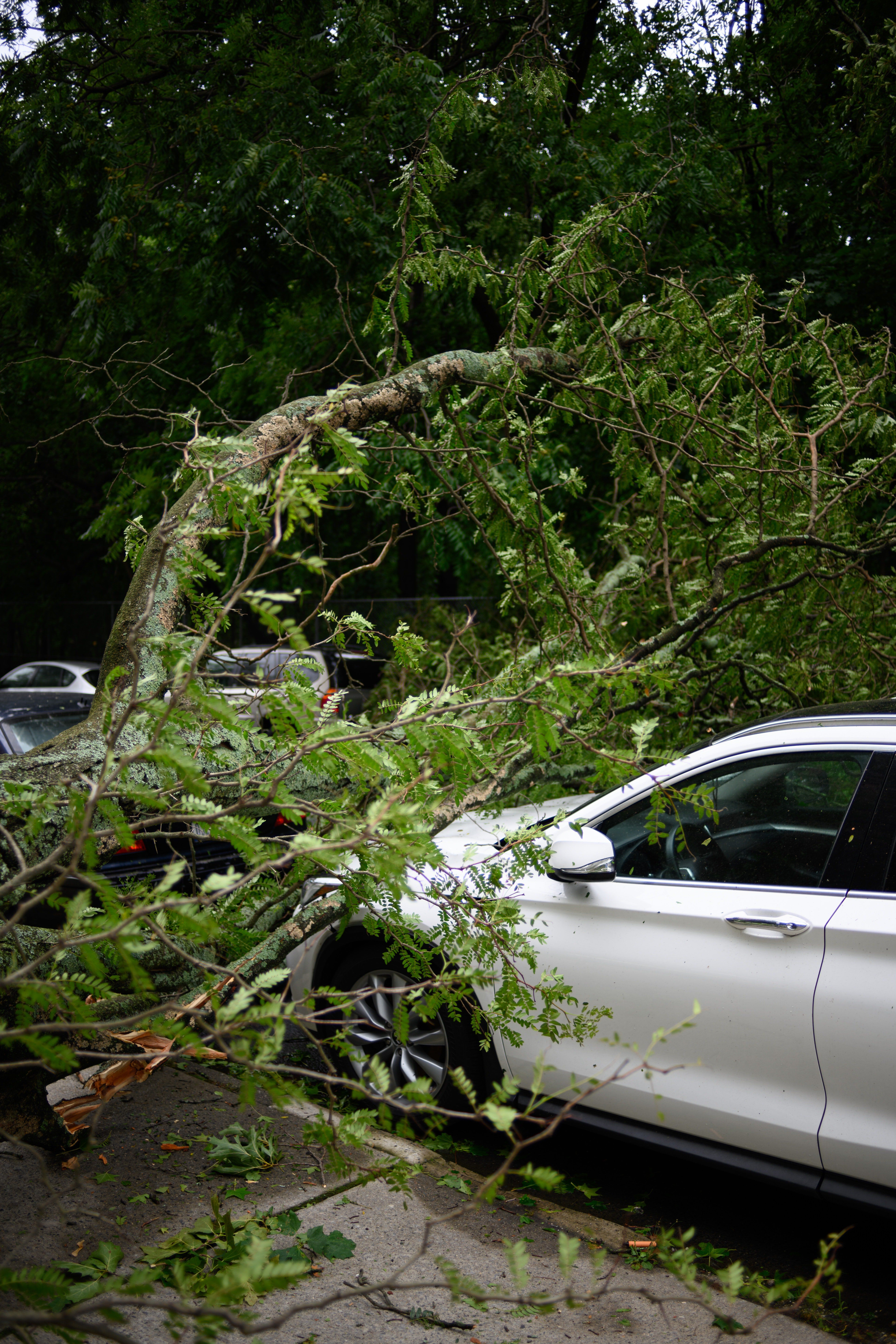 A car crushed by a fallen tree