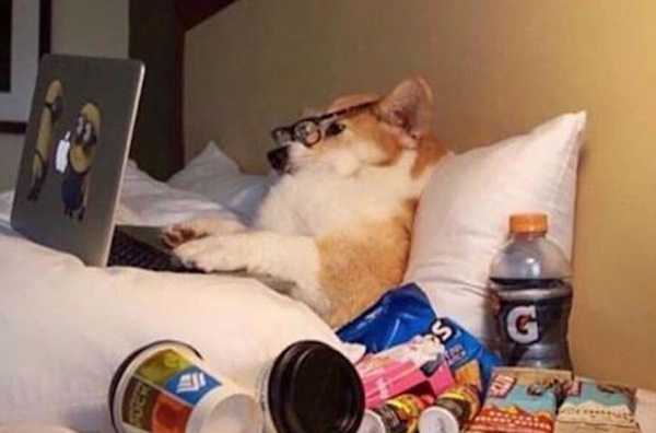A cat laying in bed on a laptop surrounded by snacks