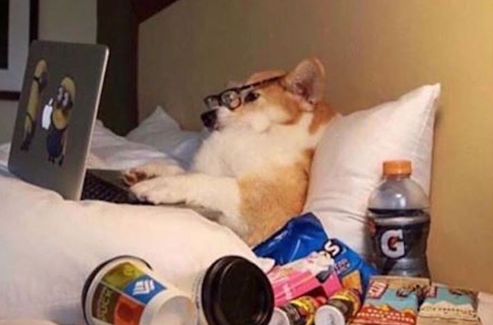 A cat laying in bed on a laptop surrounded by snacks