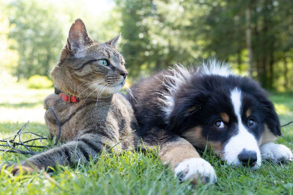 The Pros and Cons of Investing in Pet Insurance