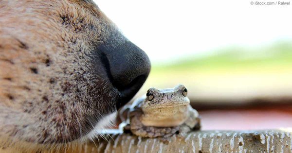 A dog and a frog