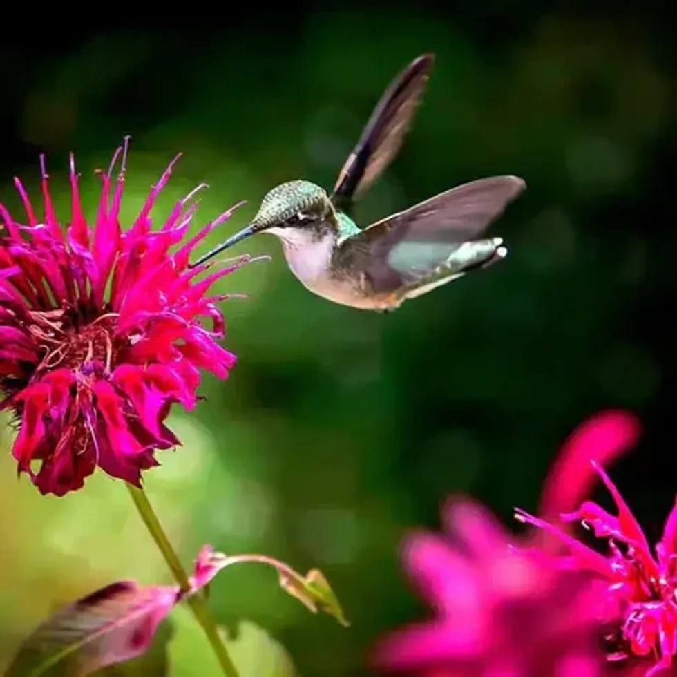 A hummingbird approaches a perennial