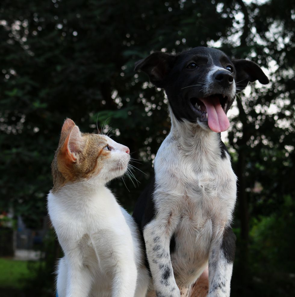 A photo of a cat and dog