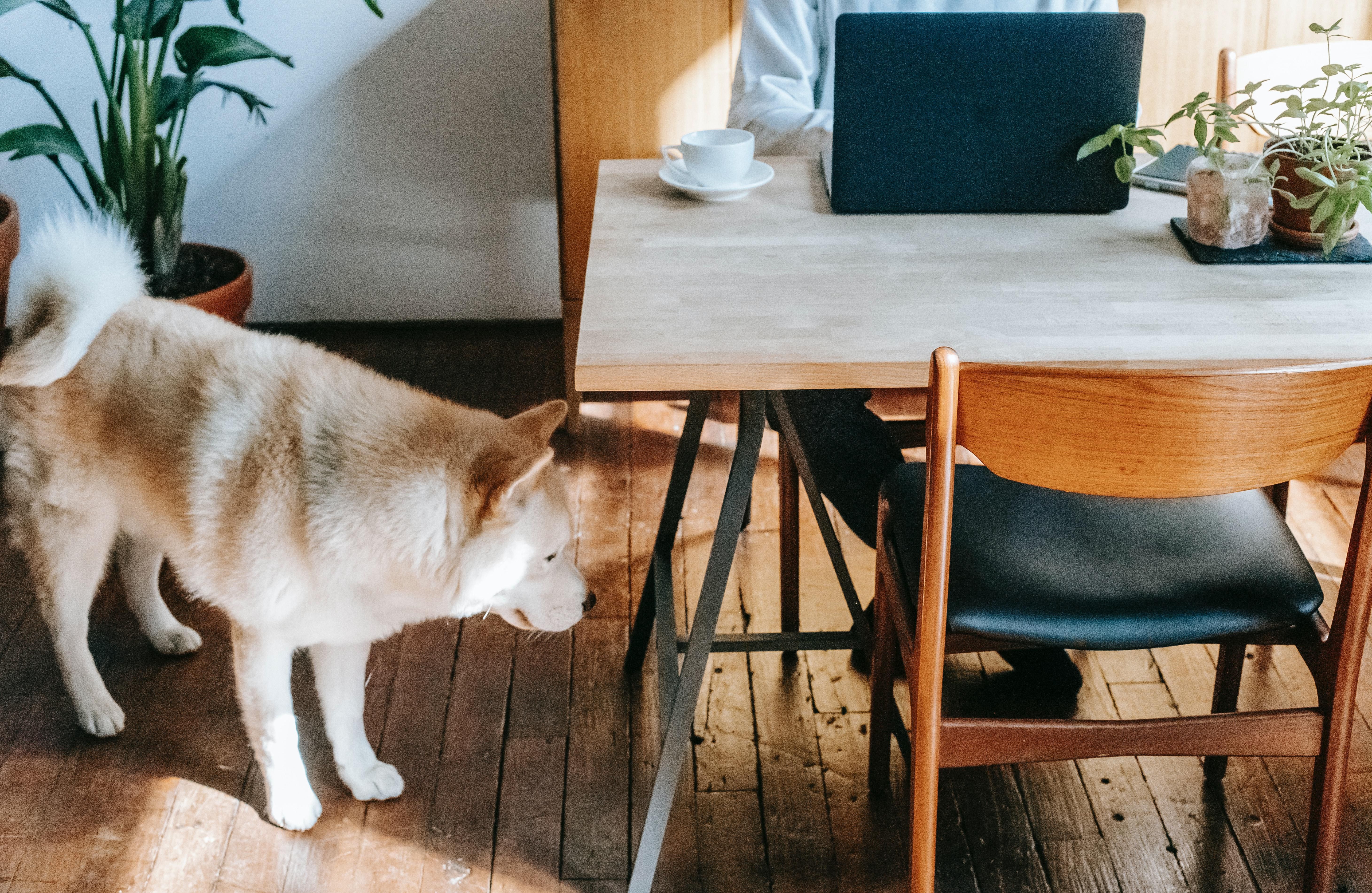 A picture of a person sitting at the desk with a laptop and a dog walking up to the desk.