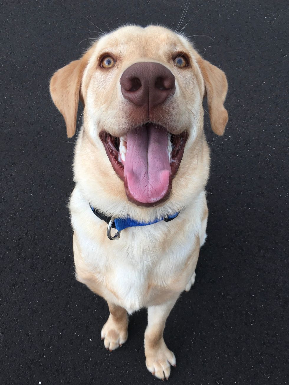 A portrait-like photo of my Labrador Retriver