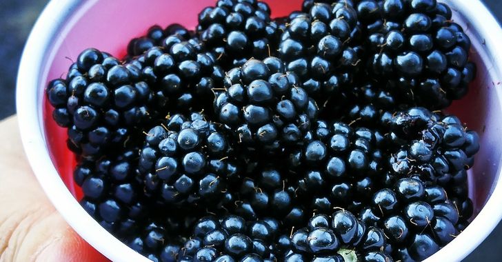 A red Solo cup full of blackberries