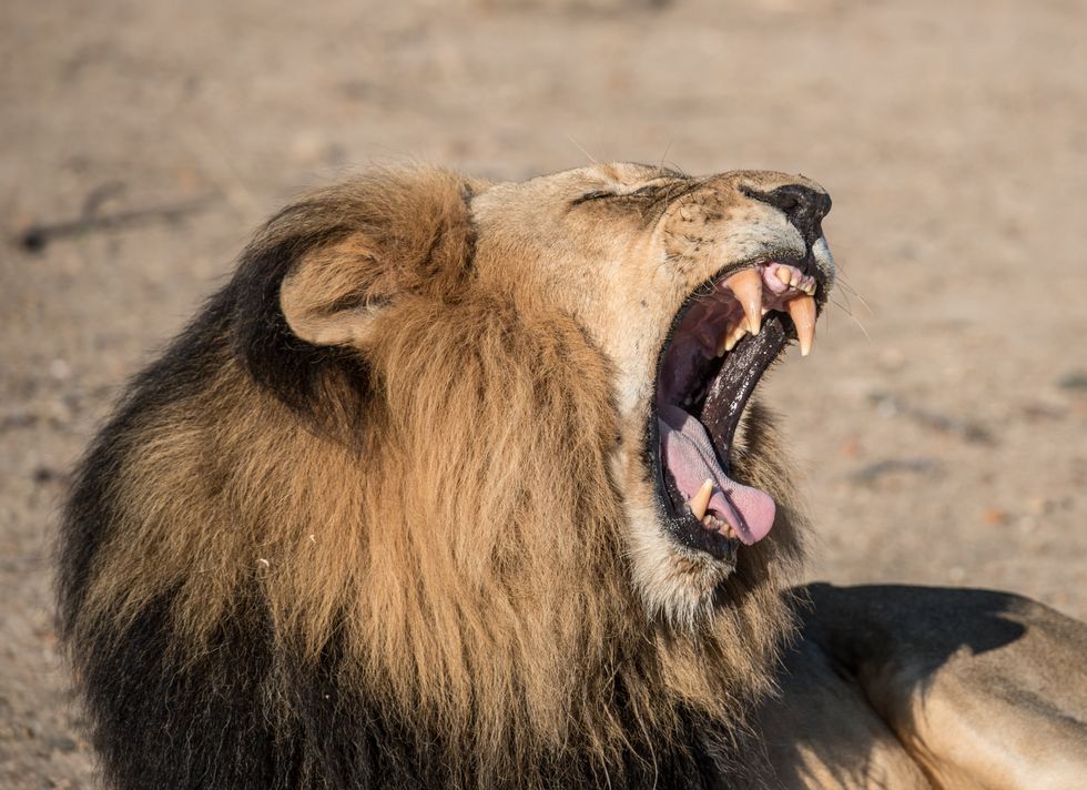 a roaring lion