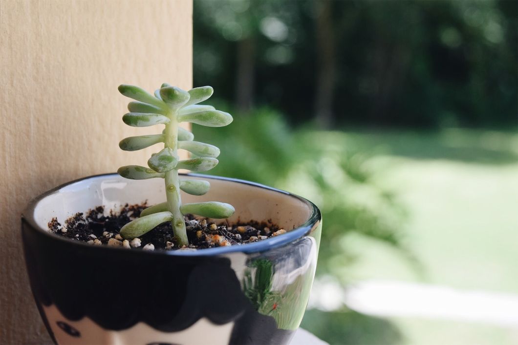 a small succulent in a small pot on a balcony