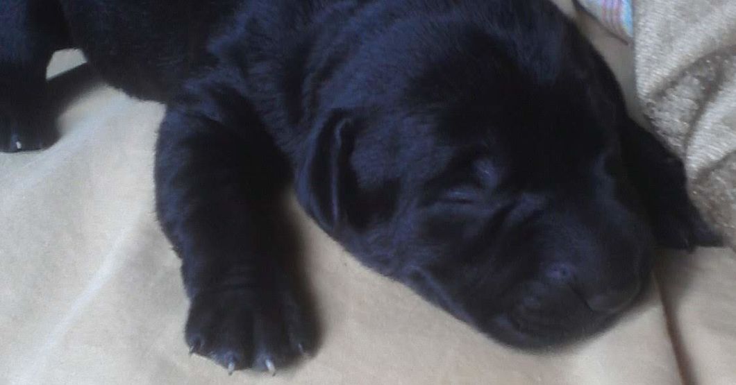 a tiny black puppy, sleeping