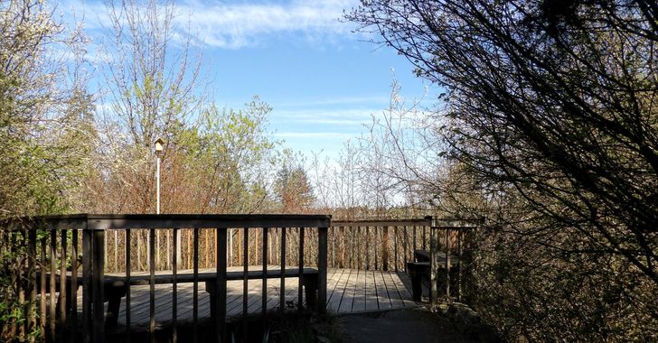 A Wooden deck with rails surrounded by trees coming into leaf