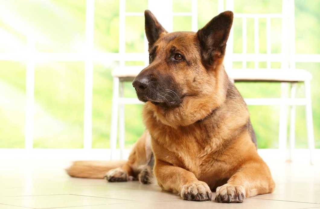 Adopt a German Shepherd