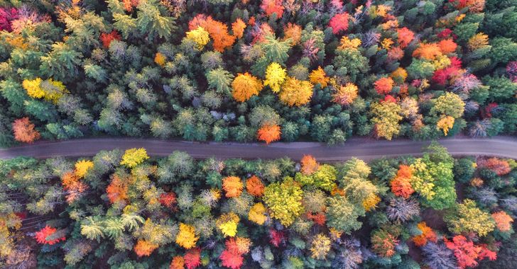 aerial photography of gray concrete road between assorted-color trees