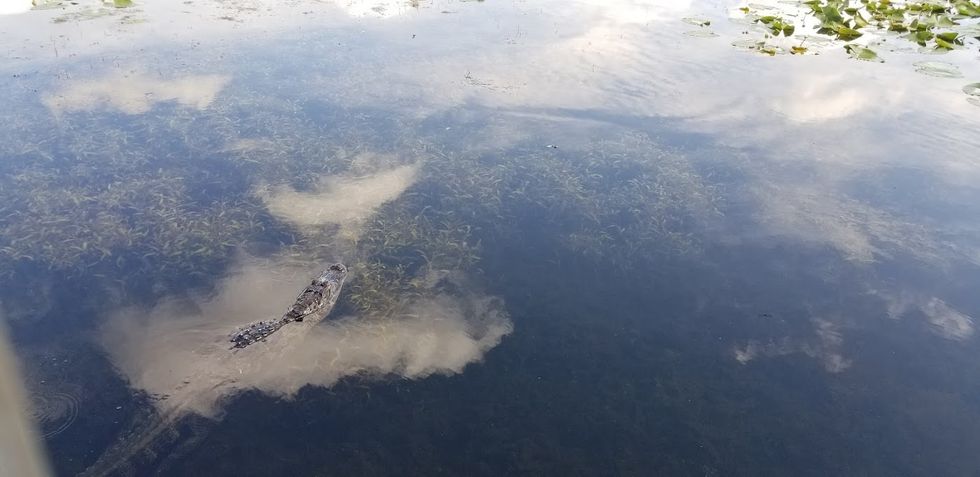 alligator swimming