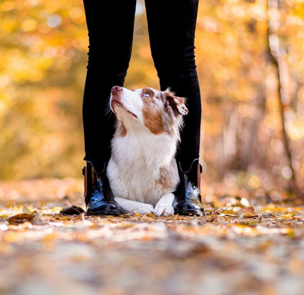 5 Reasons Getting A Pet Could Be The Best Thing You Do For Yourself