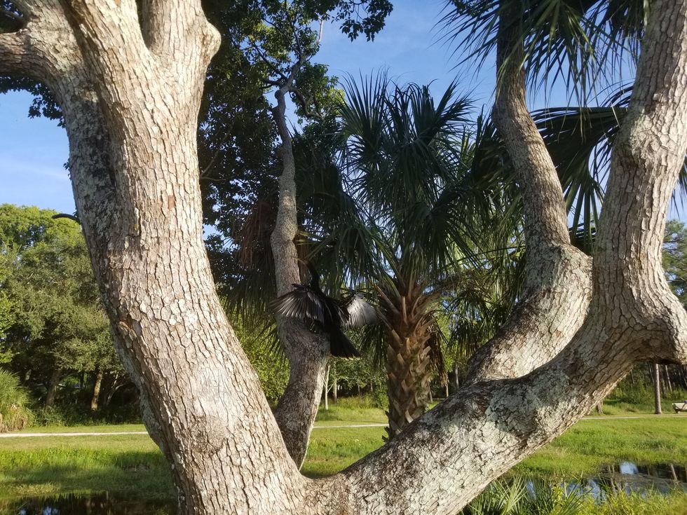 Anhinga Drying Off on a Tree