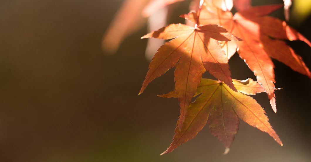 Autum leaves on a tree in the morning sunlight