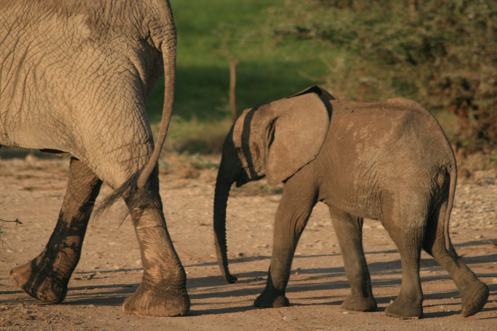 Baby Elephant Following Mom