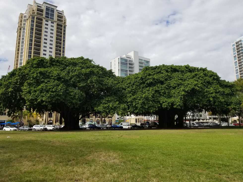 Banyan Trees Downtown