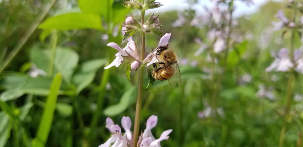Bee on a pink wetland flower
