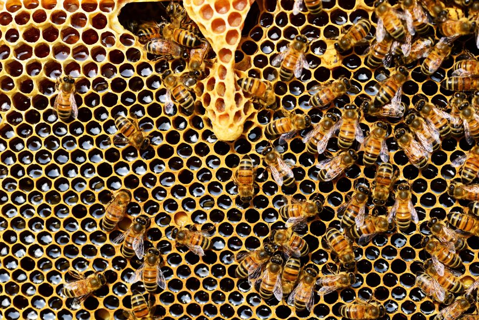 bees in honeycombs