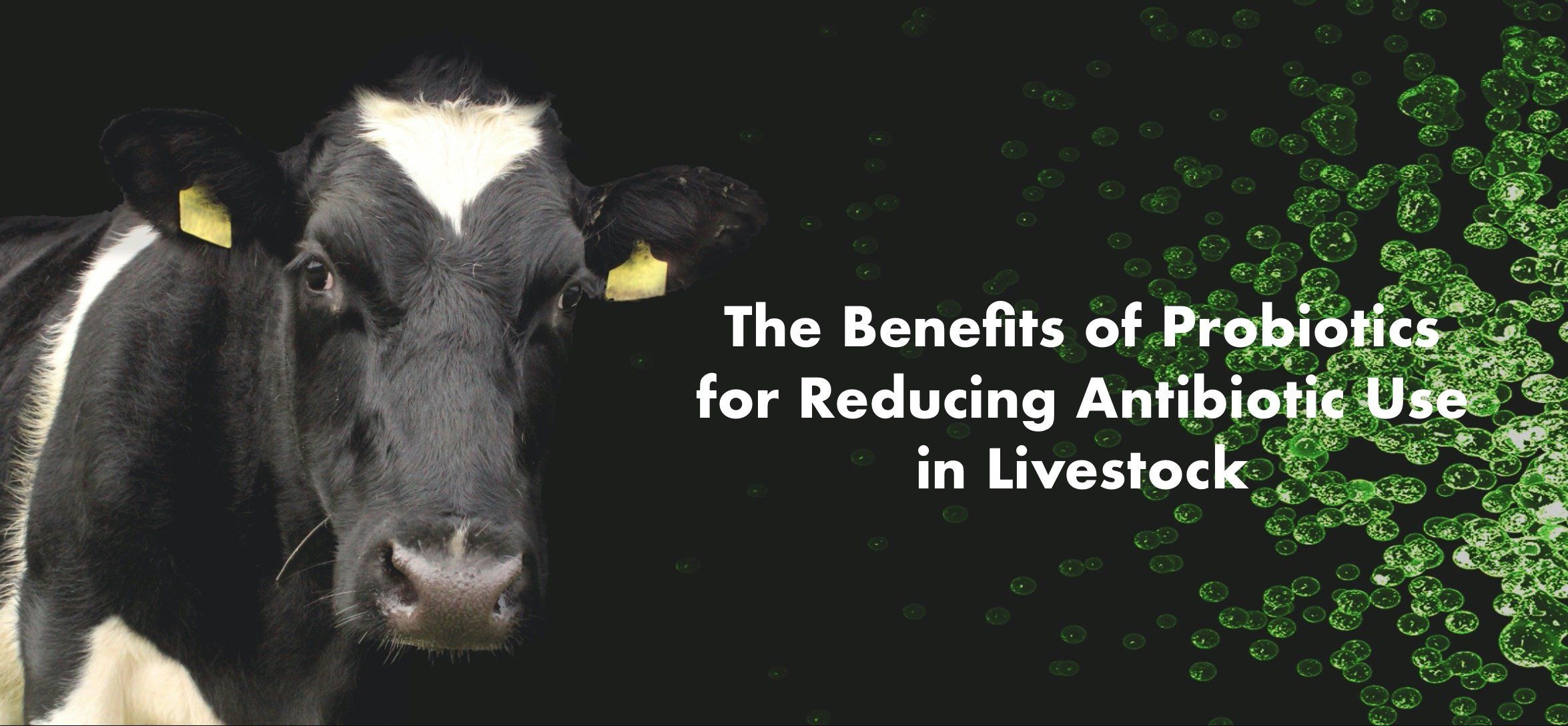 Benefits of Probiotics in Livestock