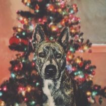 Christmas: Best Dog Presents