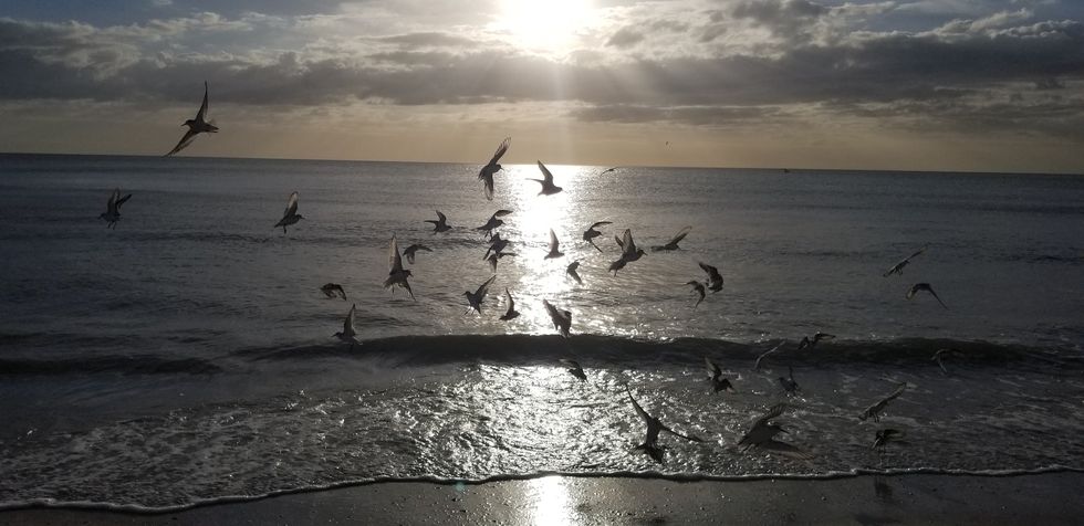 Bird Silhouettes In Front Of The Ocean