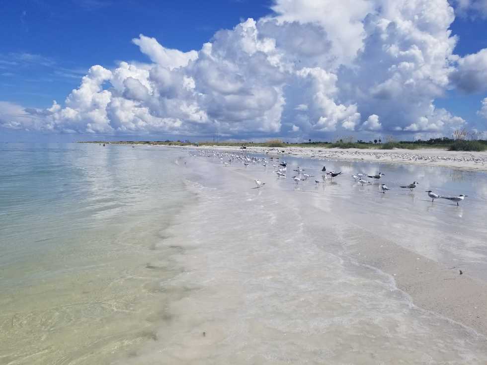 Birds Lining the Shore at Fort De Soto Beach