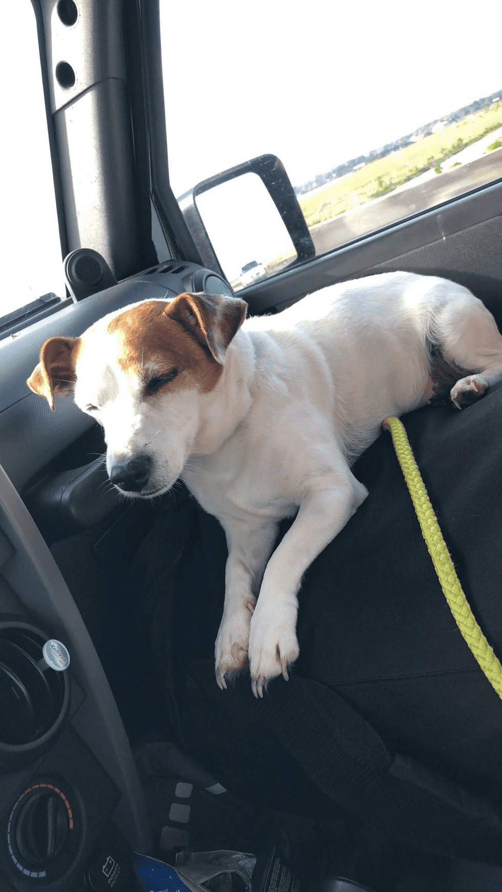 A Day In The Life Of A Dog