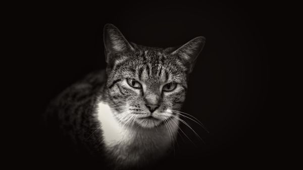 Black and white adult cat staring at the camera