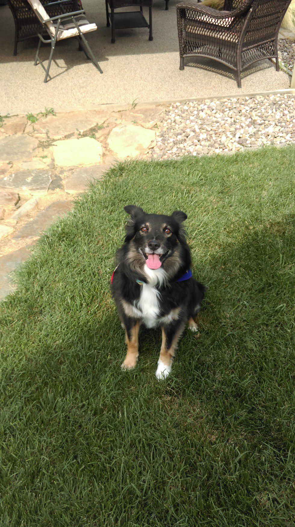 Black and white dog sitting on grass, tongue out, patio furniture in background.