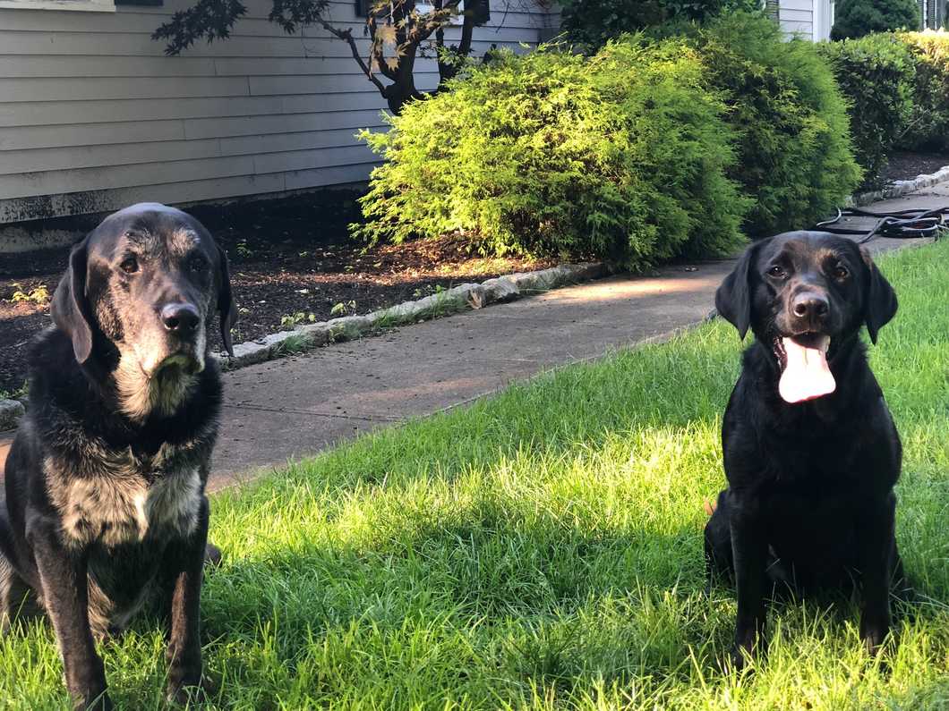 black Labrador dogs