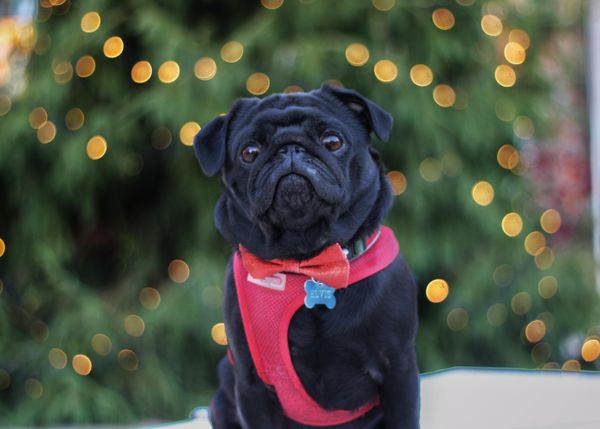 25 Christmas Gifts To Get The Dog Who Was The Goodest Boy This Year