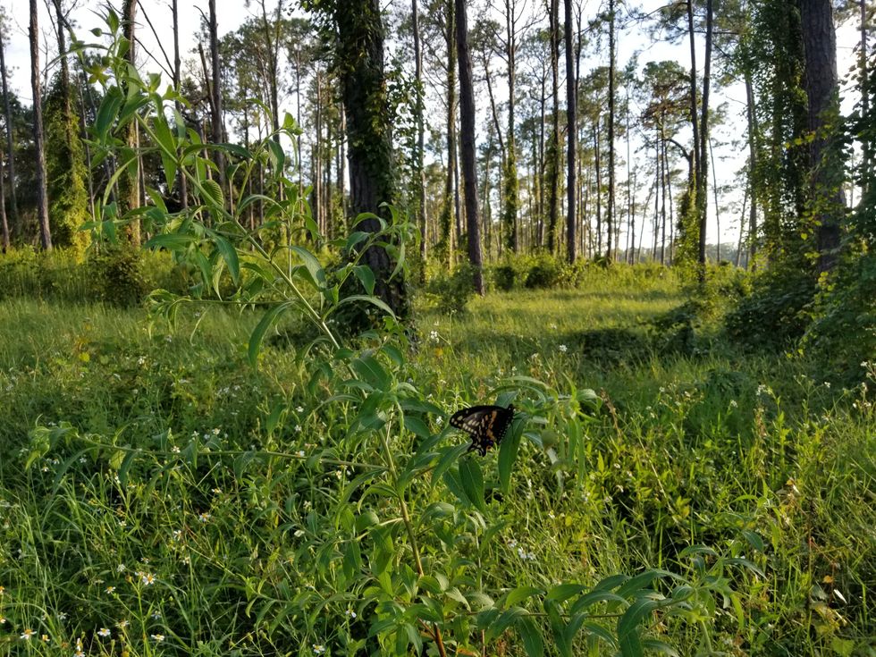Black Swallowtail Butterfly