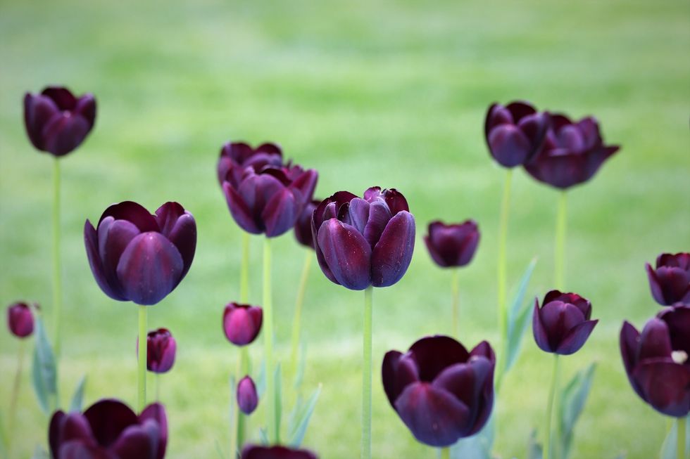 Black Tulips