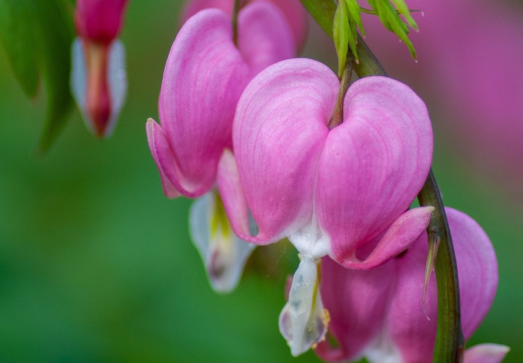 What They Didn't Have, They Give