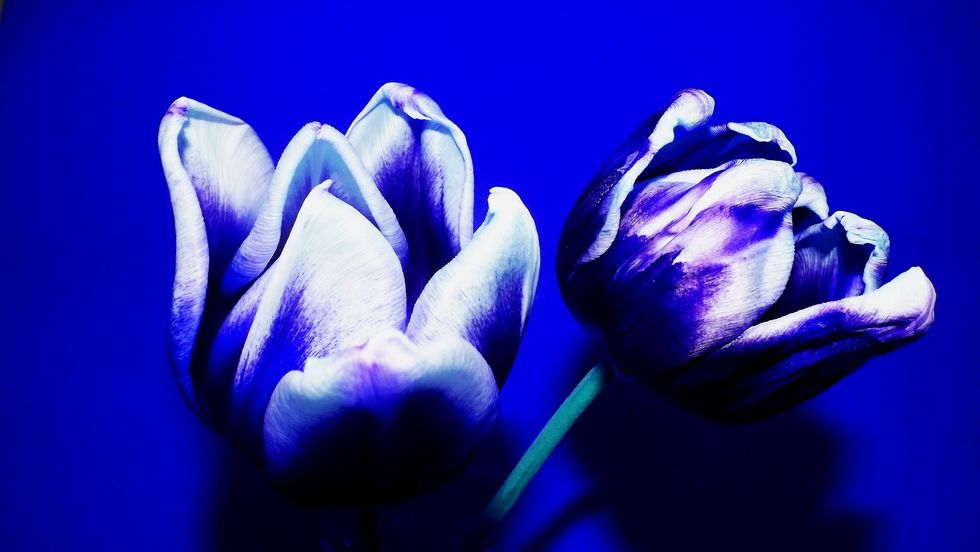 Blue Tulips