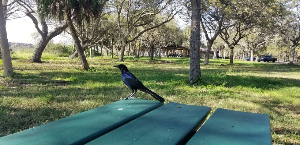 Boat-tailed Grackle on Picnic Table