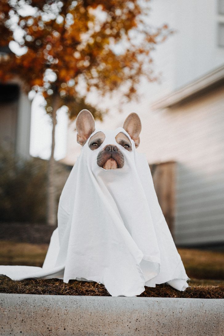 brown and white short coated dog covered with white textile as a ghost
