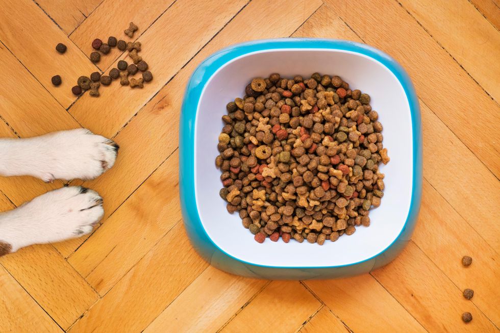 What Dog Food Ingredients Are Beneficial for Dogs?