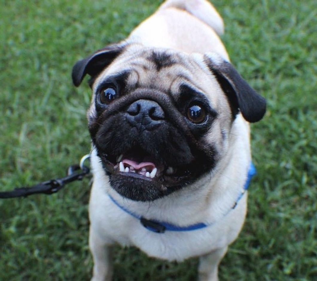 Meet My Dog: Buster, A Pug Who Lives In Raleigh, NC