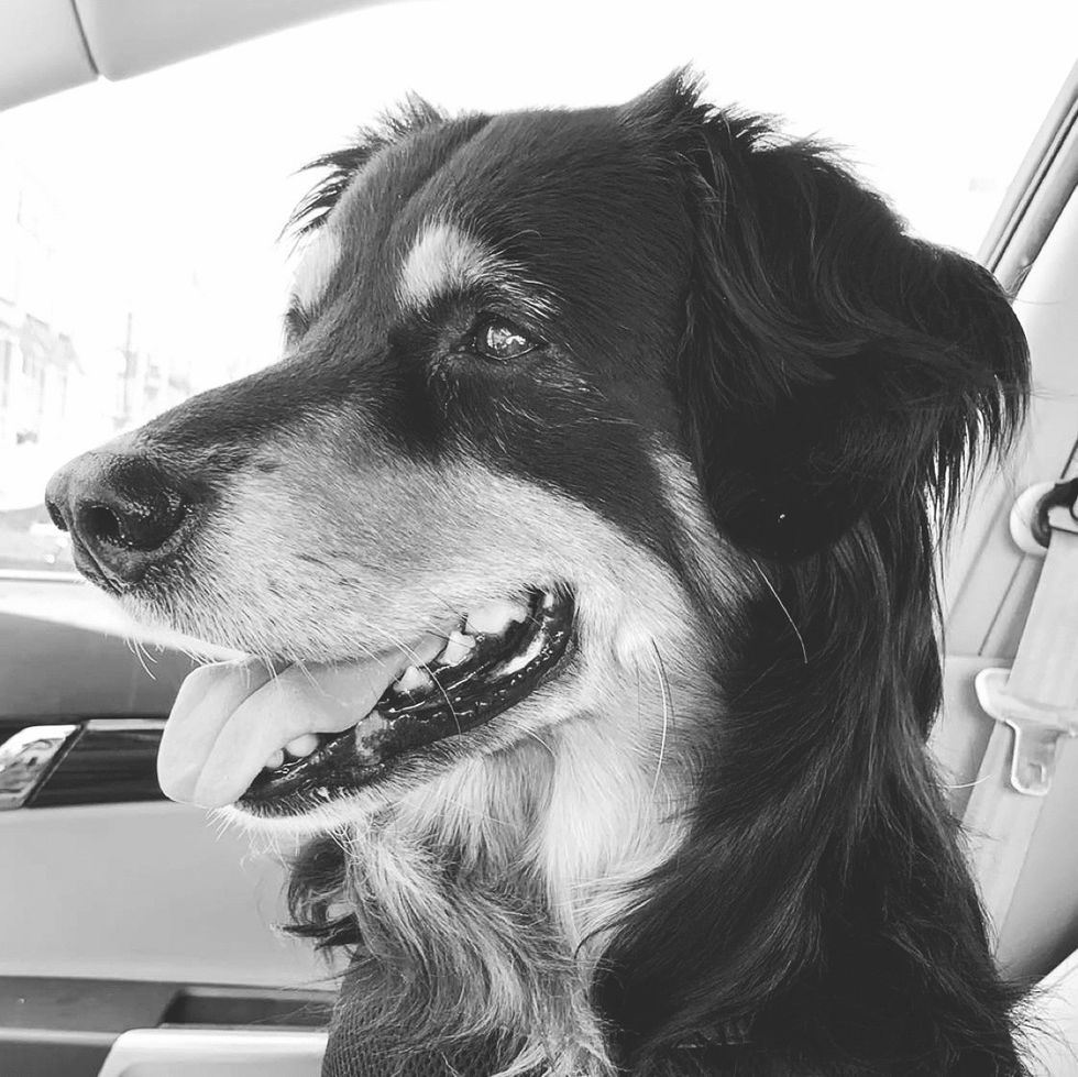 My Love For My Australian Shepherd/ Blue Heeler Mix!