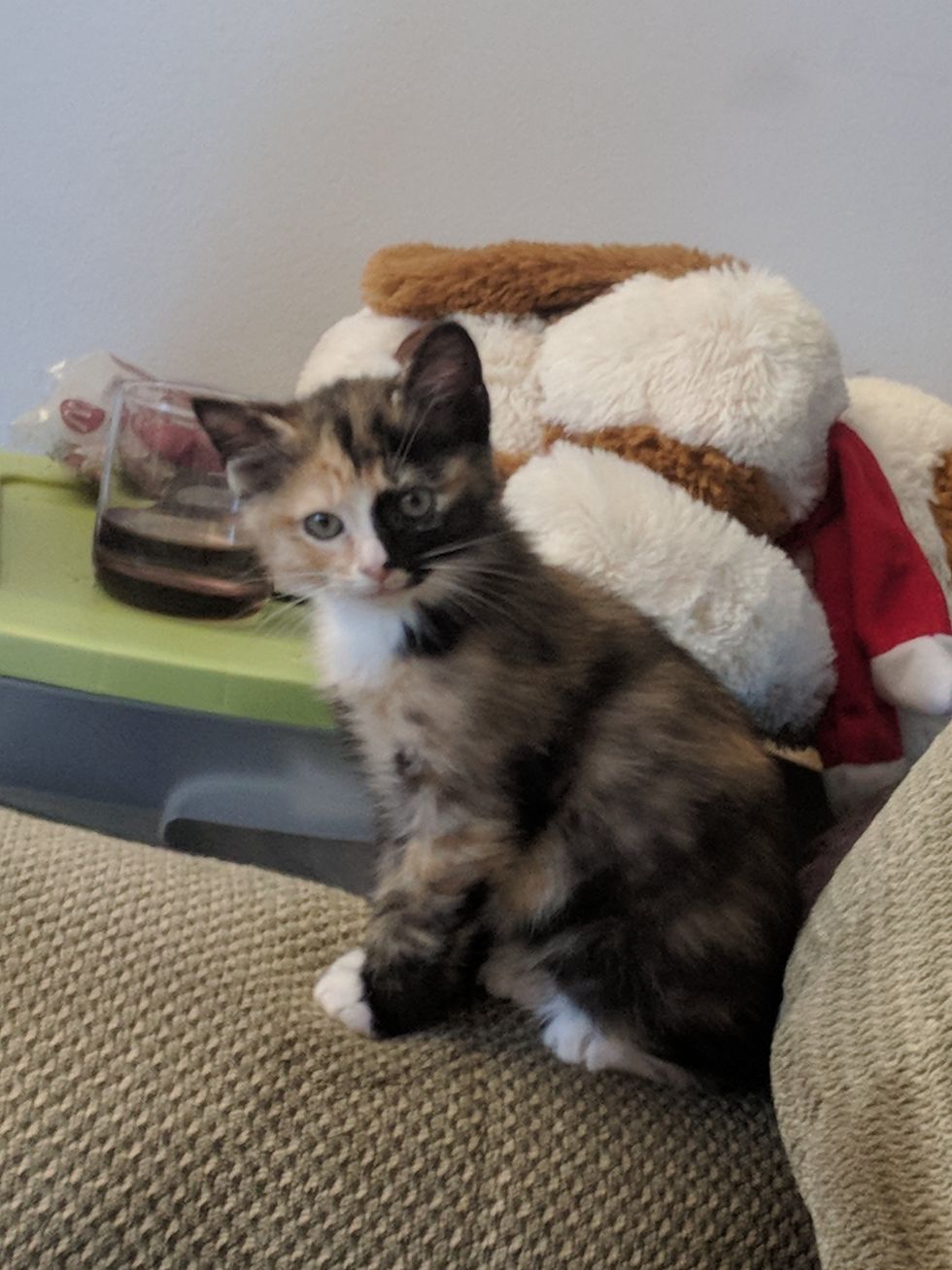 Calico kitten