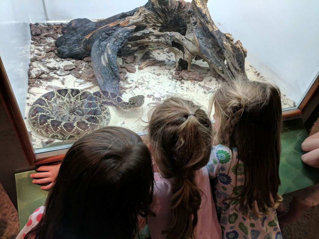 campers looking at snake