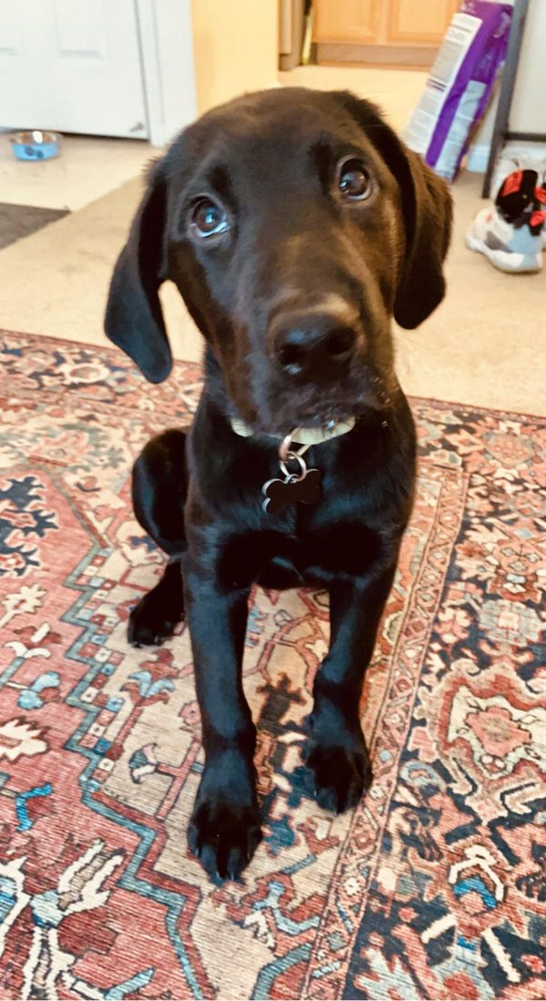 Proverbs, Puppies, and Peanut Butter