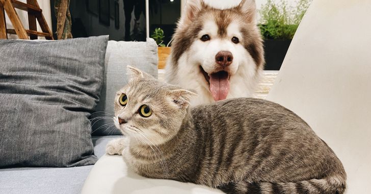 cat and dog in close proximity